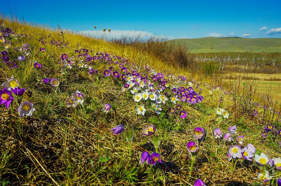 Цветы степи Хакасии