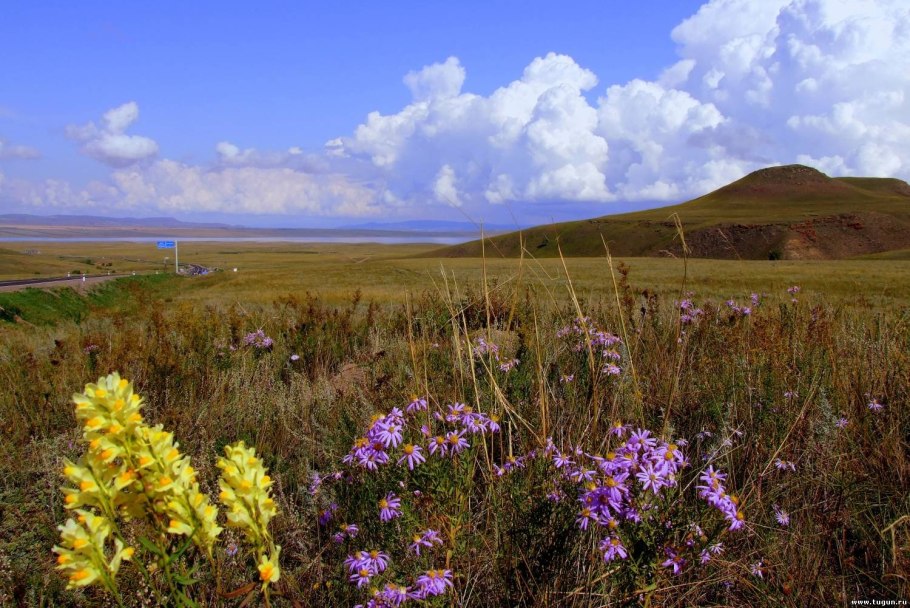 Иван чай кипрей Луговой
