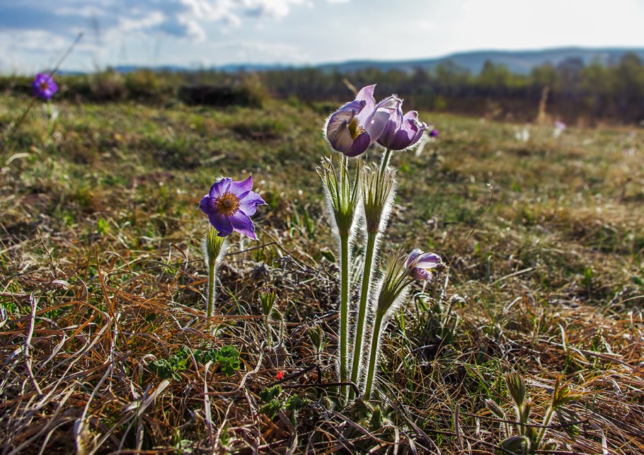 Синие полевые цветы