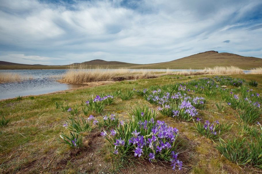 Цветущая степь Хакасии