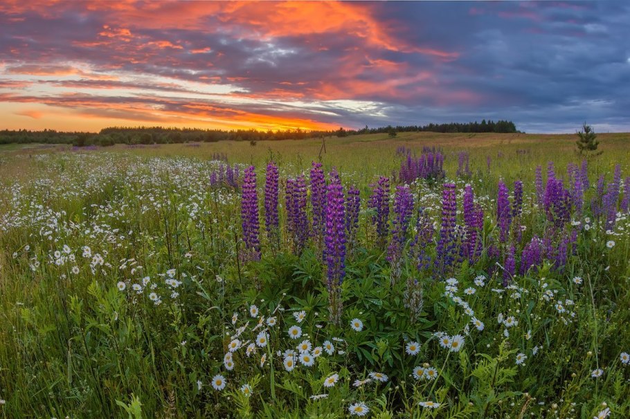 Природа Алтайского края степи