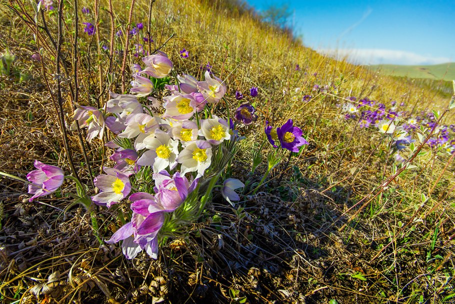 Прострел растение Хакасии