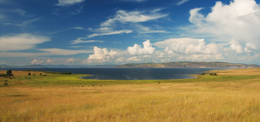 Ковыль Лессинга