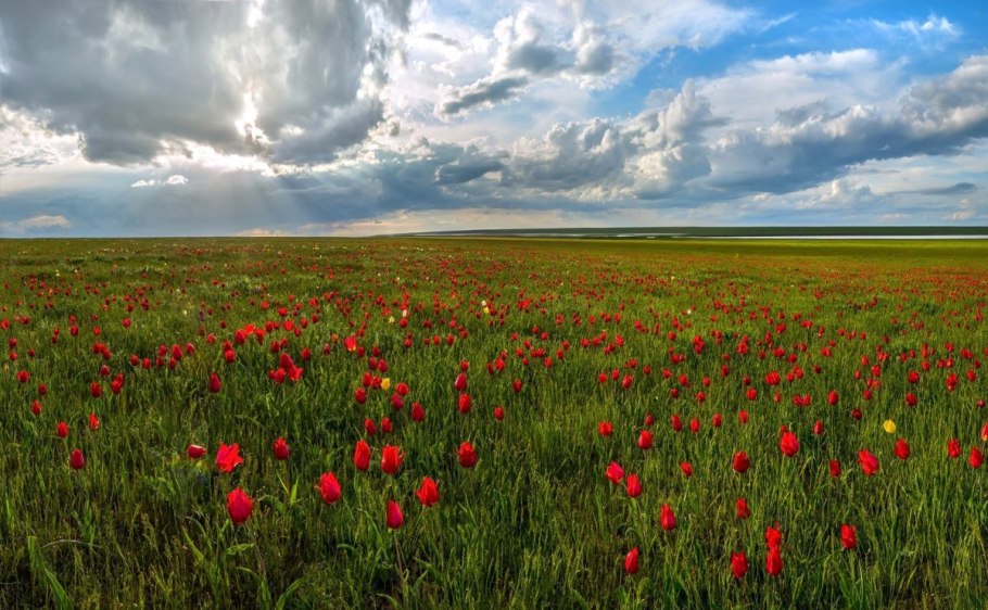 Цветы альпийских лугов Тянь-Шаня