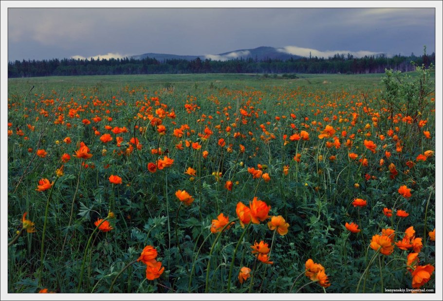 Степь Хакасии природа Хакасии