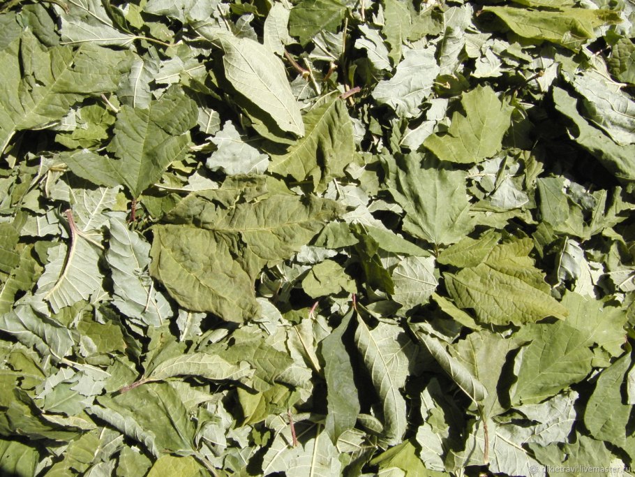 Чай из калины