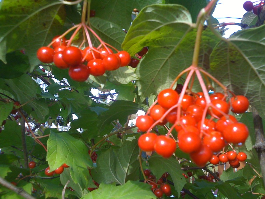 Травяной сбор от камней в желчном