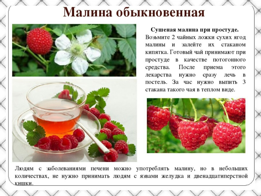 Чай из ягод