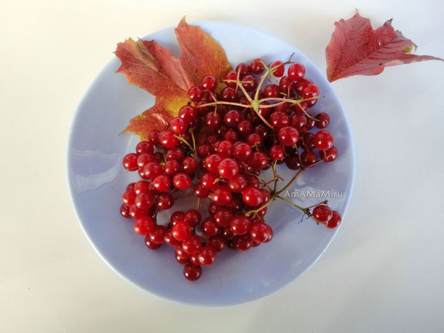 Калина обыкновенная Калина красная дерево