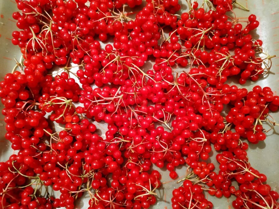 Чашка чая с калиной