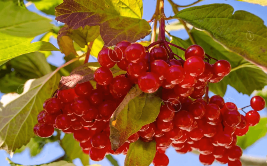 Калина обыкновенная лекарства