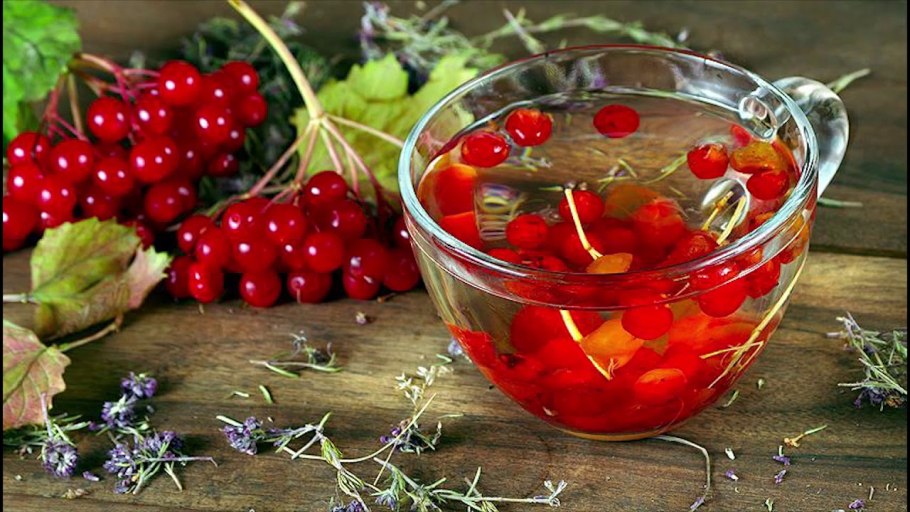 Настой калины обыкновенной