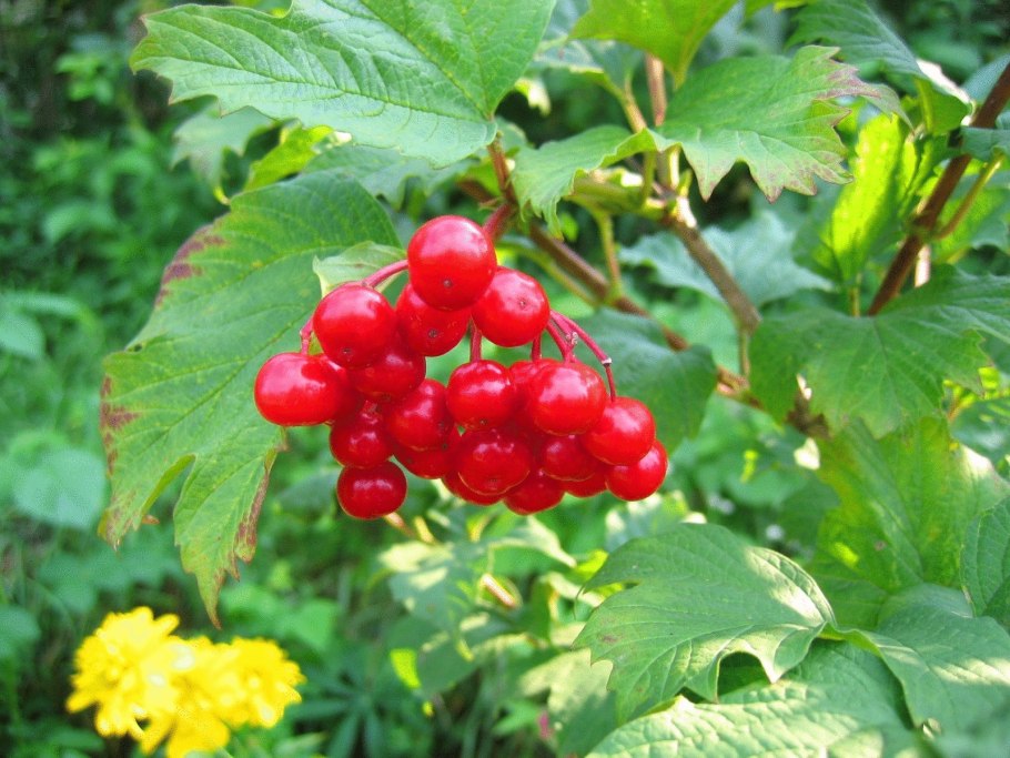 Калина для сердца