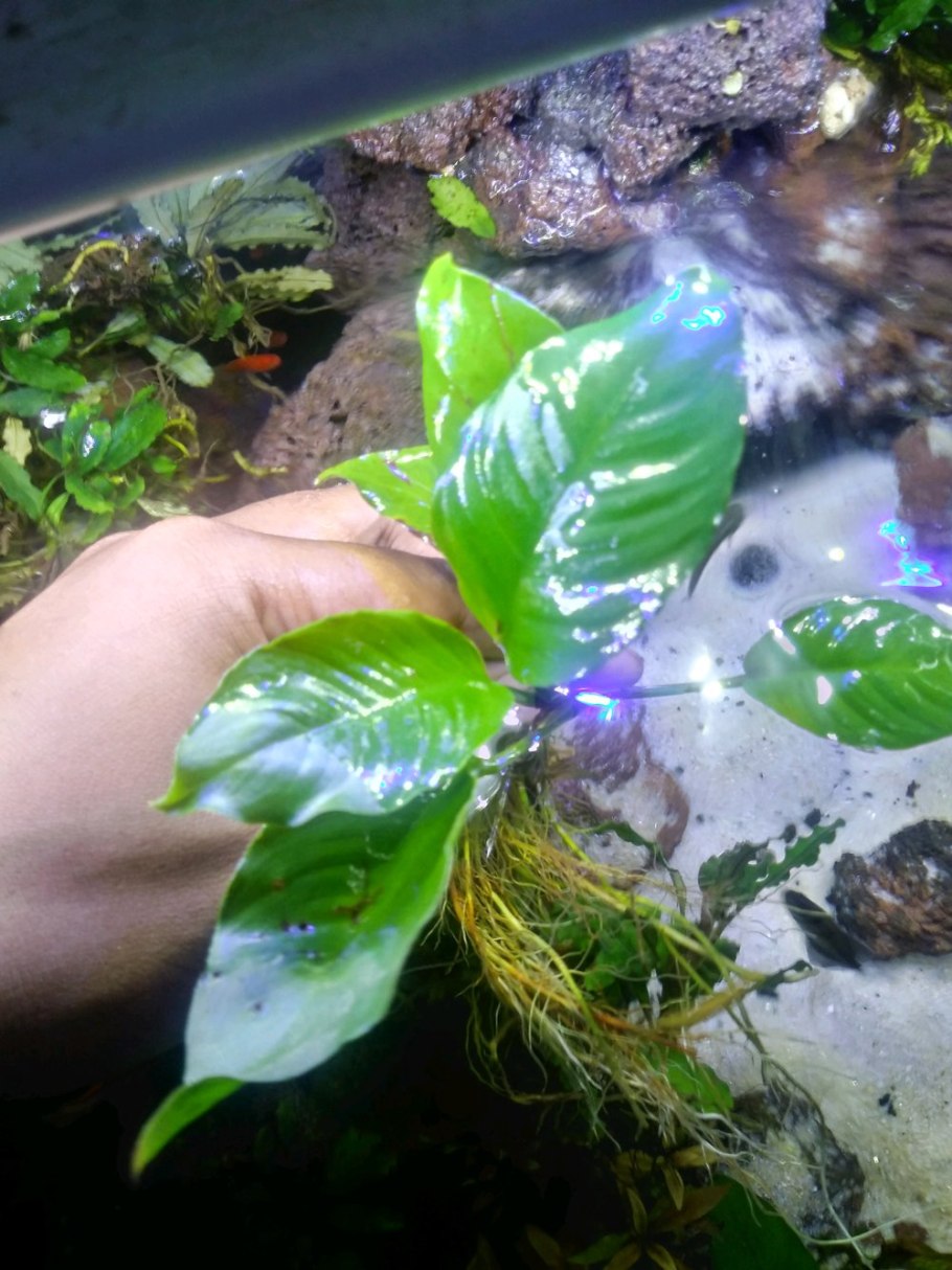 Анубиас аквариумное
