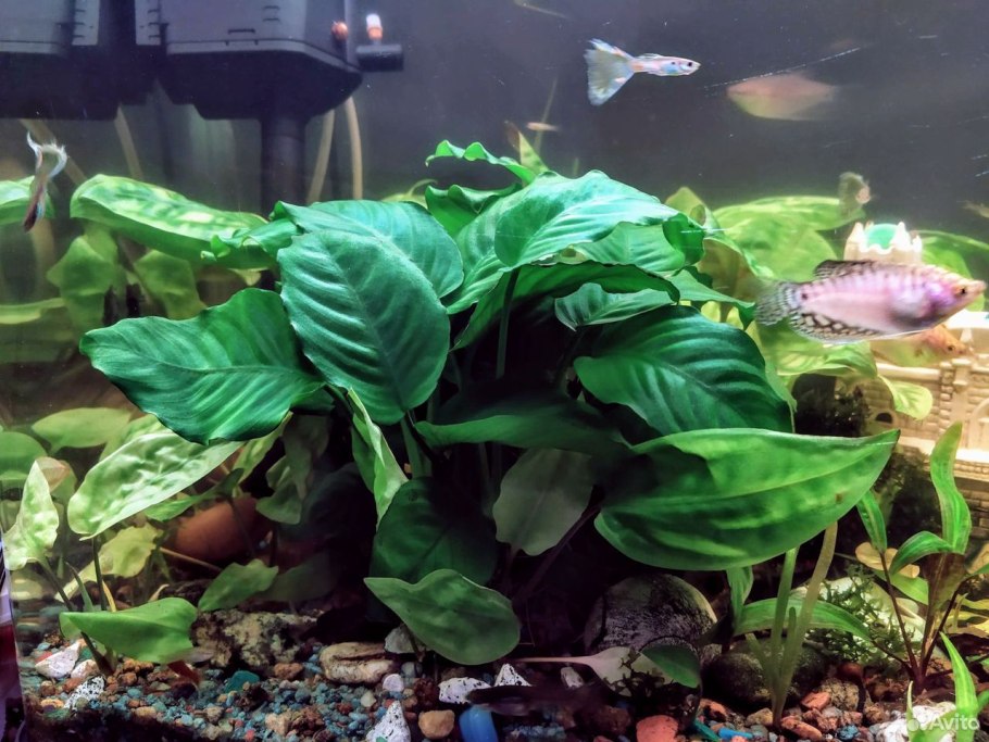 Анубиас Вайпер