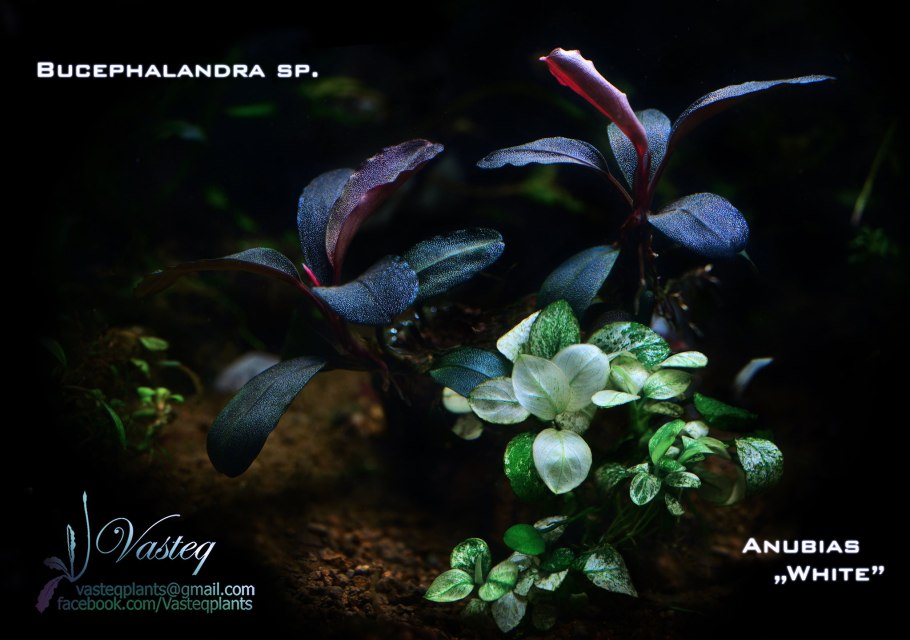 Анубиас Нана аквариумное