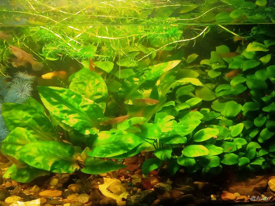 Растение анубиас