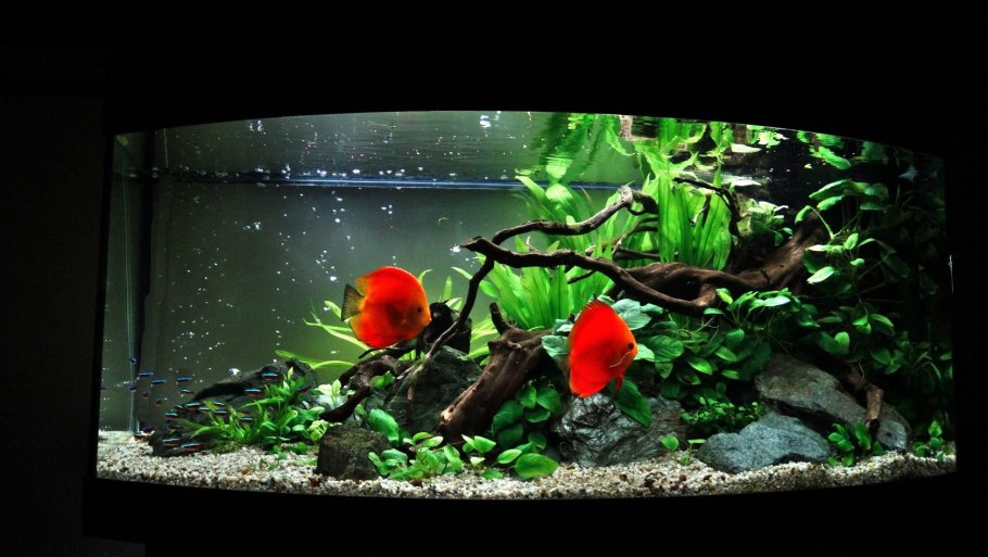 Анубиас Вайт