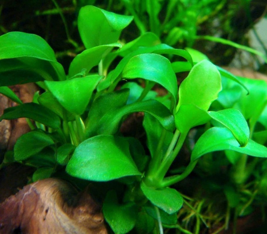 Анубиас Nana Coin Leaf
