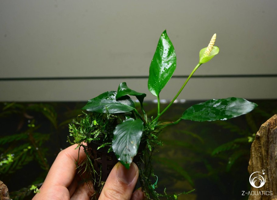 Анубиас пестрый