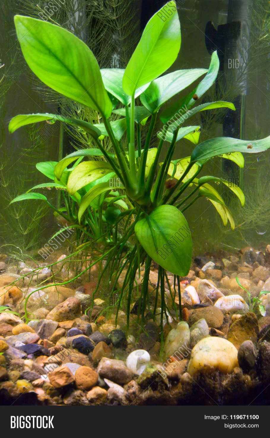 Акваскейп с анубиасами