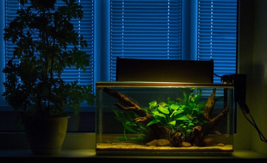 Аквариум с анубиасами и папоротниками