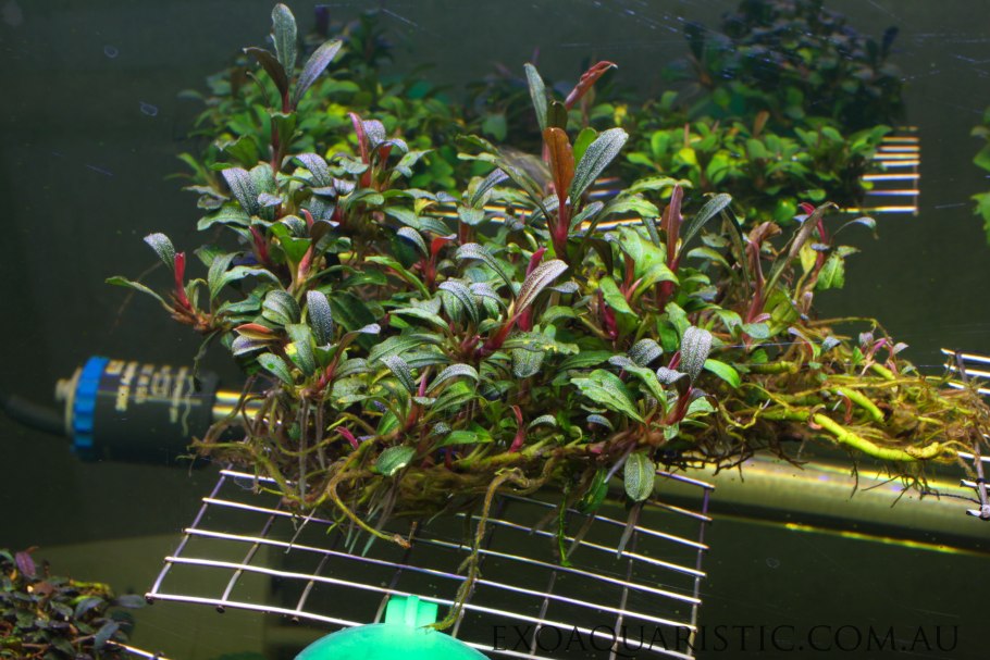 Водоросли анубиас Нана