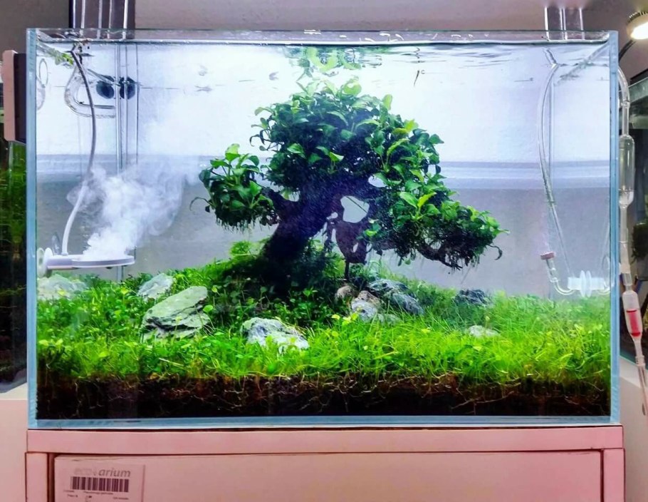 Тернеция глофиш ассорти