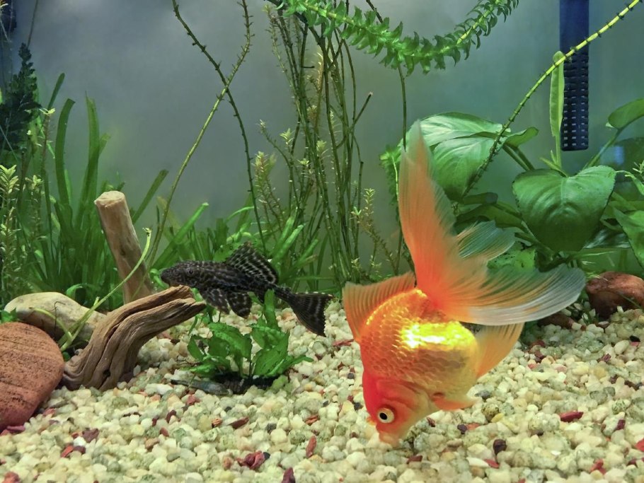 Криптокорина криспатула Номинальная