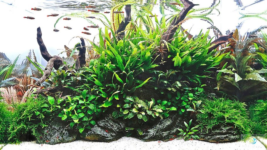 Анубиас копьевидный