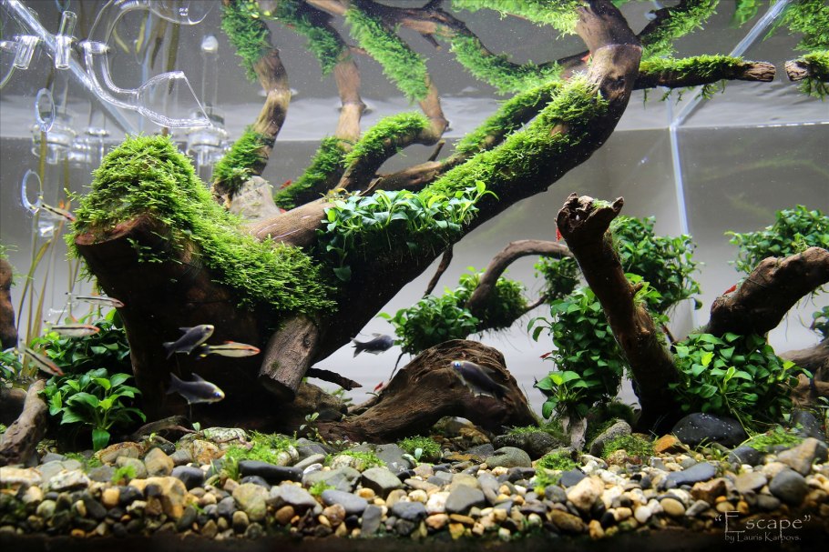 What Plant is suitable for planting in the Aquarium?