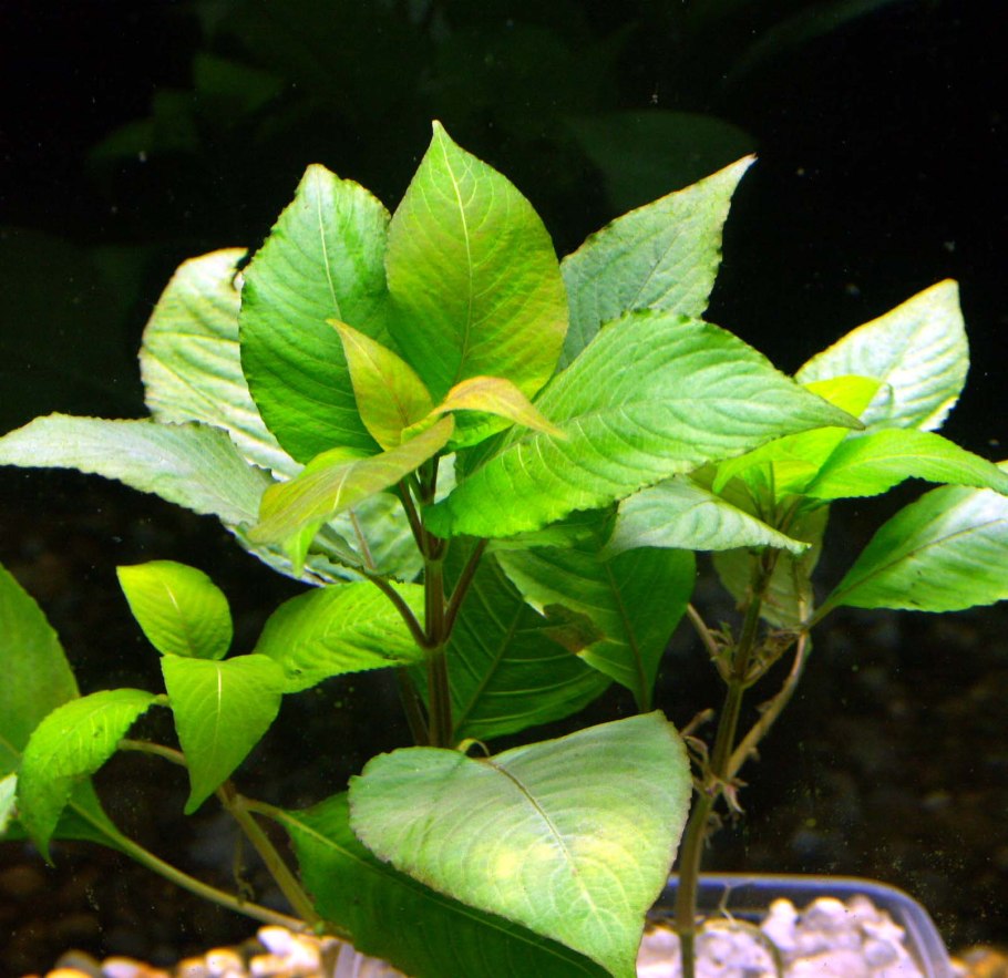 Элодея прудовик