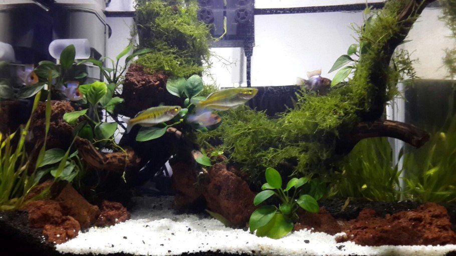 Анубиас аквариумное растение