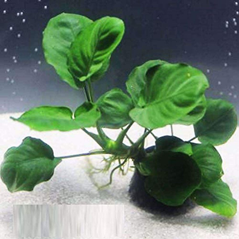 Anubias Coffefolia
