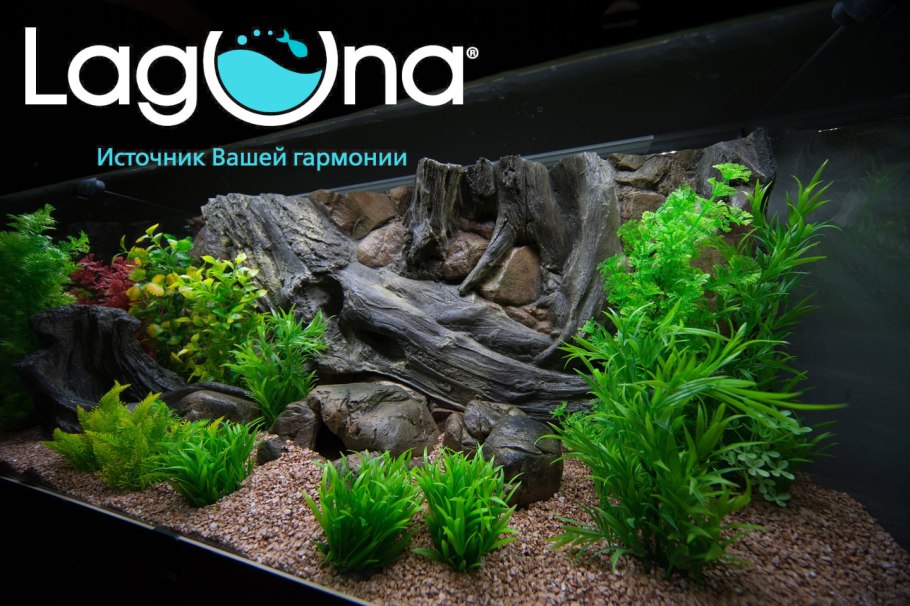 Дискусы в аквариуме с эхинодорусами