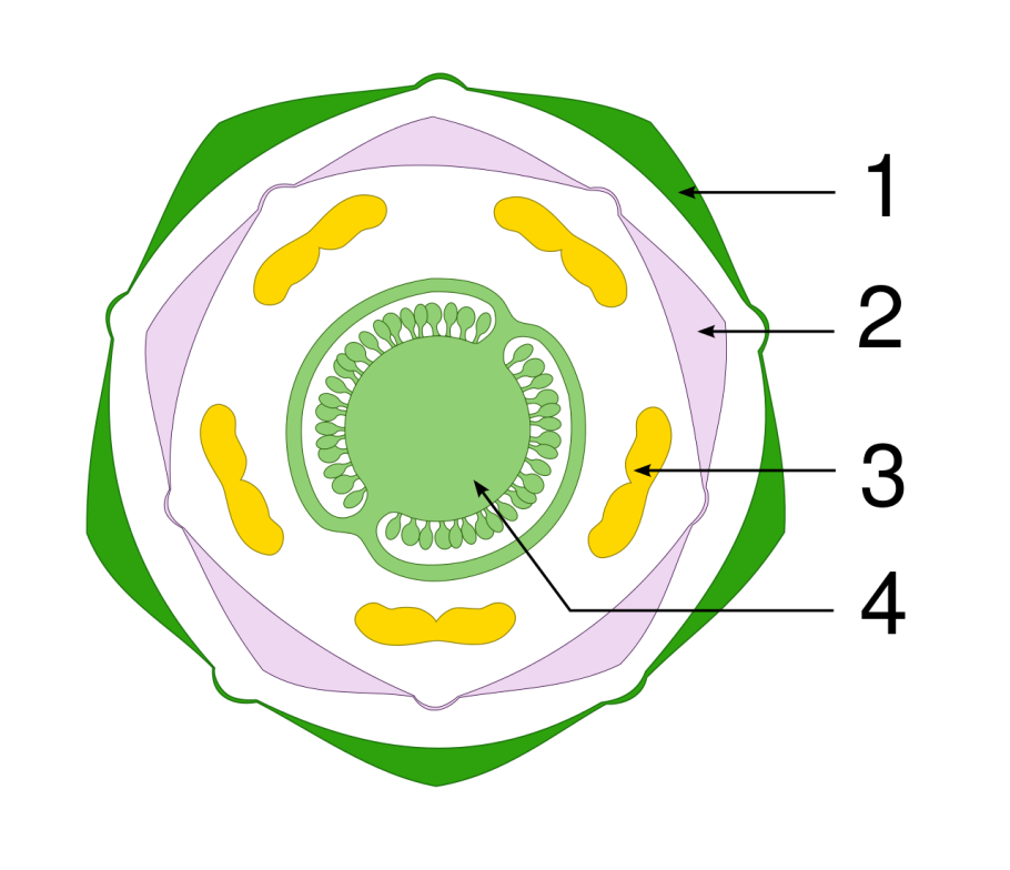 Диаграмма семейства пасленовых