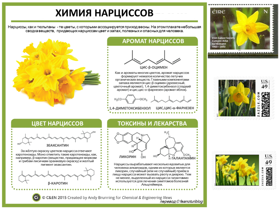 Диаграмма и формула цветка герани