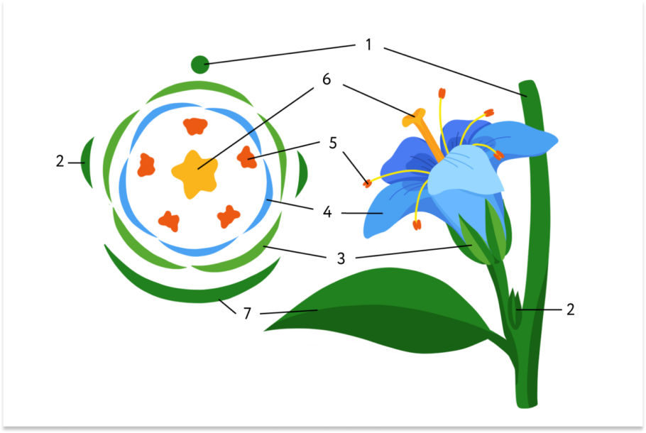 Паслен черный Ботаническая иллюстрация