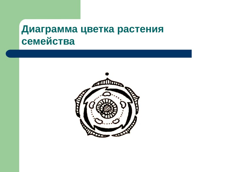 Ромашка аптечная схема соцветия