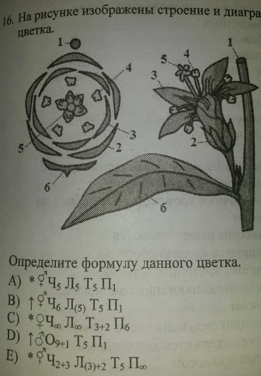 Диаграмма цветков семейства Пасленовые