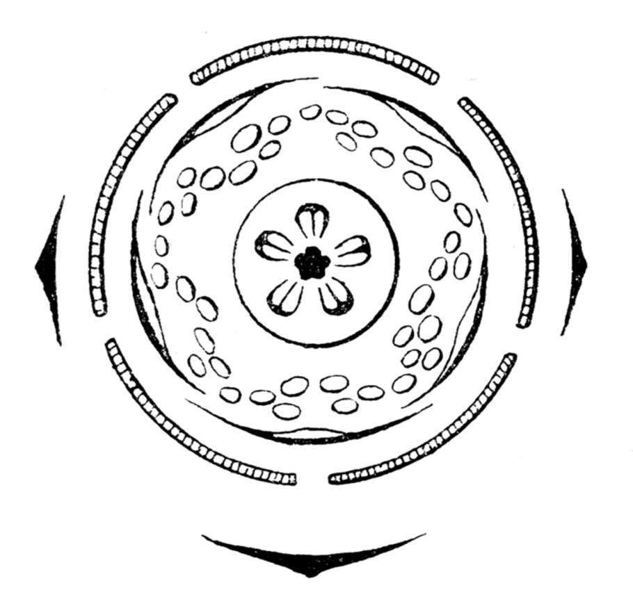 Семена сорных трав молочай лозный