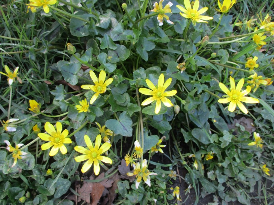 Огородный сорняк жёлтые цветы