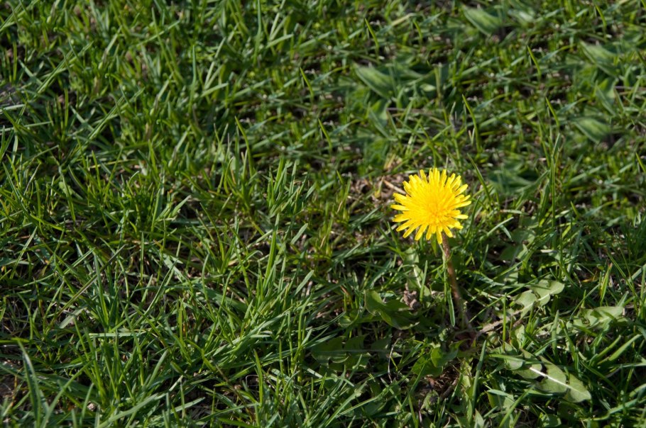 Taraxacum Ascophyllum