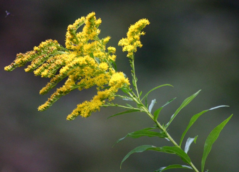 Золотарник обыкновенный (Solidago virgaurea