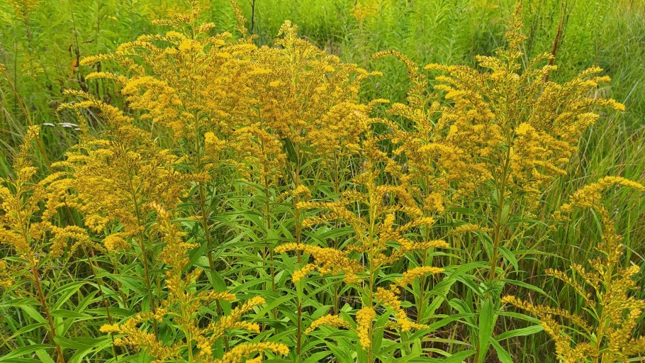 Солидаго (золотарник) variegata