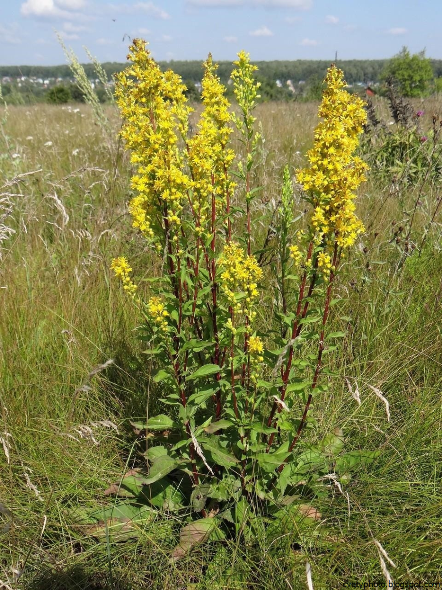 Амброзия растение