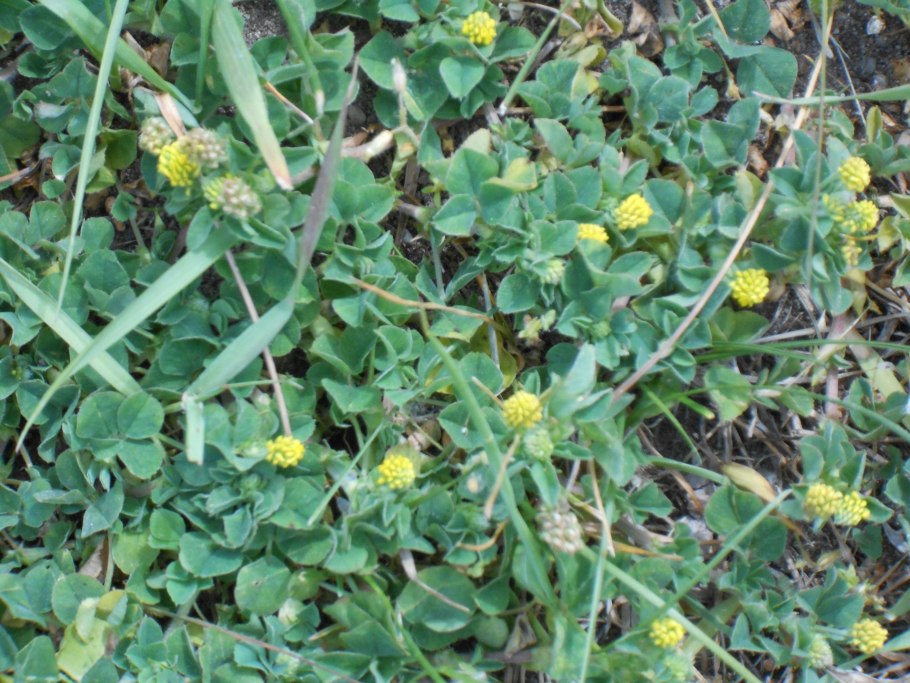 Солидаго золотой шар