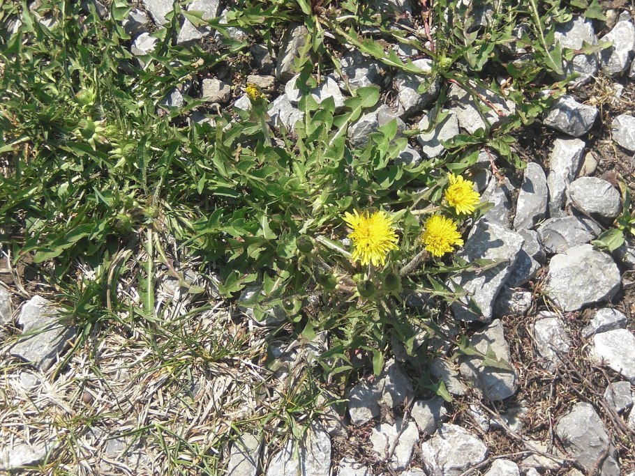 Клевер желтый ползучий