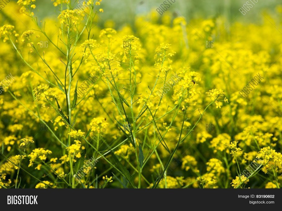Золотарник солидаго
