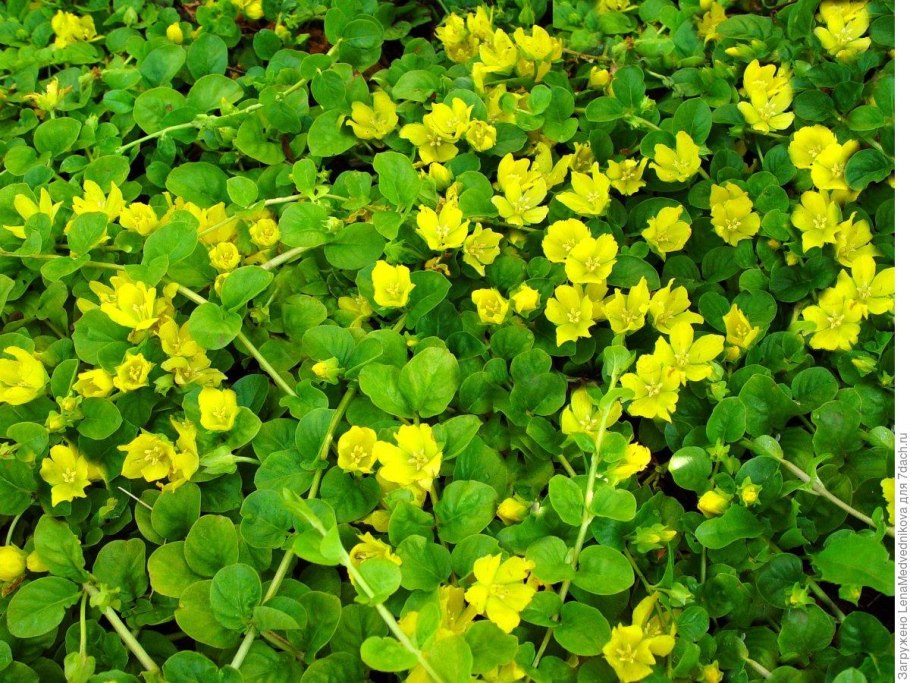 Клевер с жёлтыми маленькими цветочками
